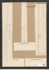 Nitzschia insignis var. mediterranea Grun. (de-Toni-Nr.: Genus 47, Species 2074) Zeichnungen Sammlung Grunow Nr. 4100 (NHMW-BOT-W0371955)